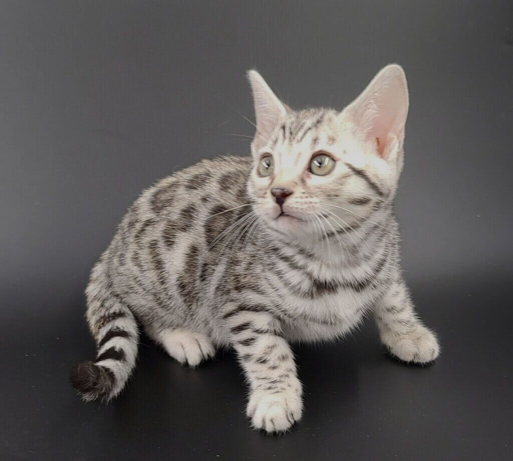 Silver Bengal Cat : Care