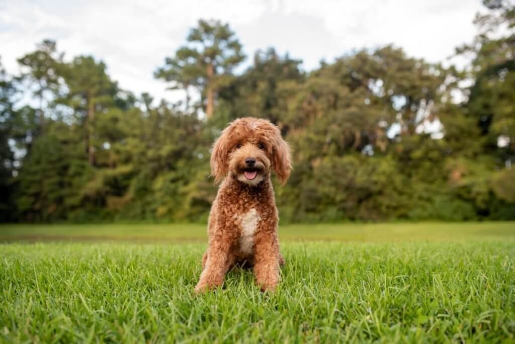 Goldendoodle grooming styles