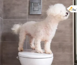 How Long Can Dog Hold Their Pee