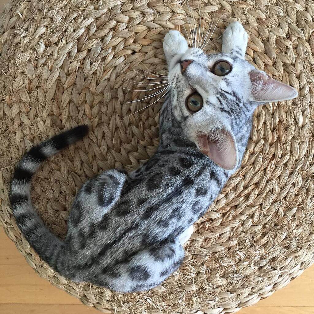Silver Bengal Cat : Overview