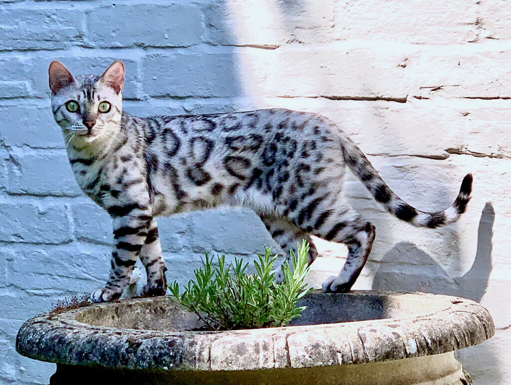 Silver Bengal Cat : Origin