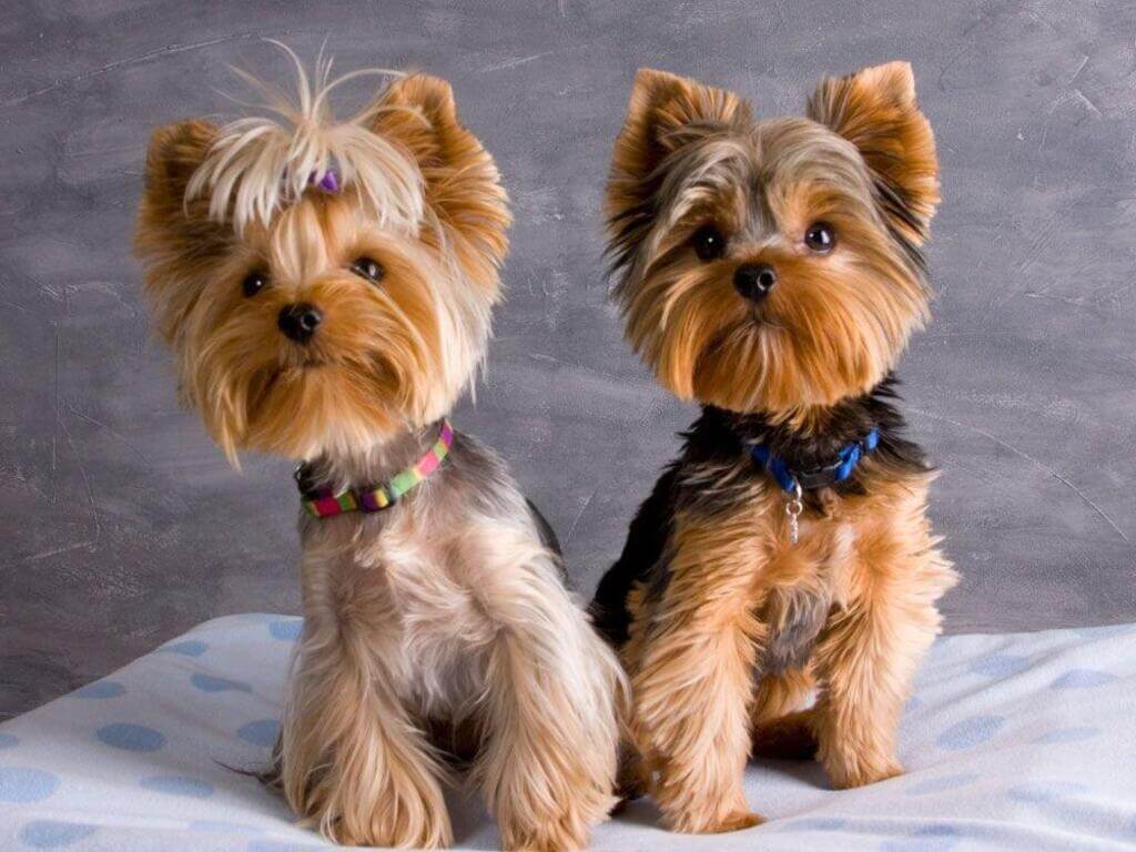 Yorkie haircuts for females
