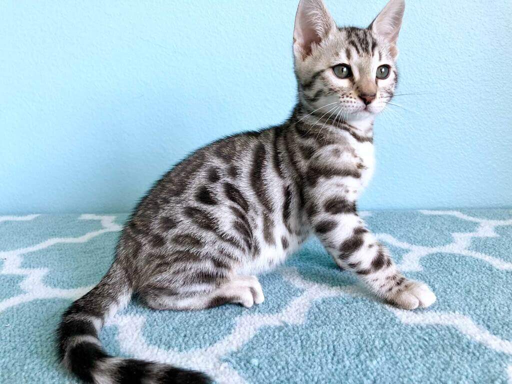 Silver Bengal Cat : Physical Appearance