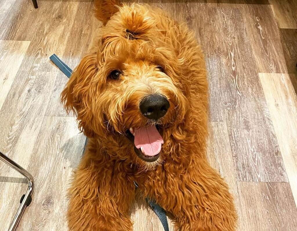 Goldendoodle Topknot Hairstyle