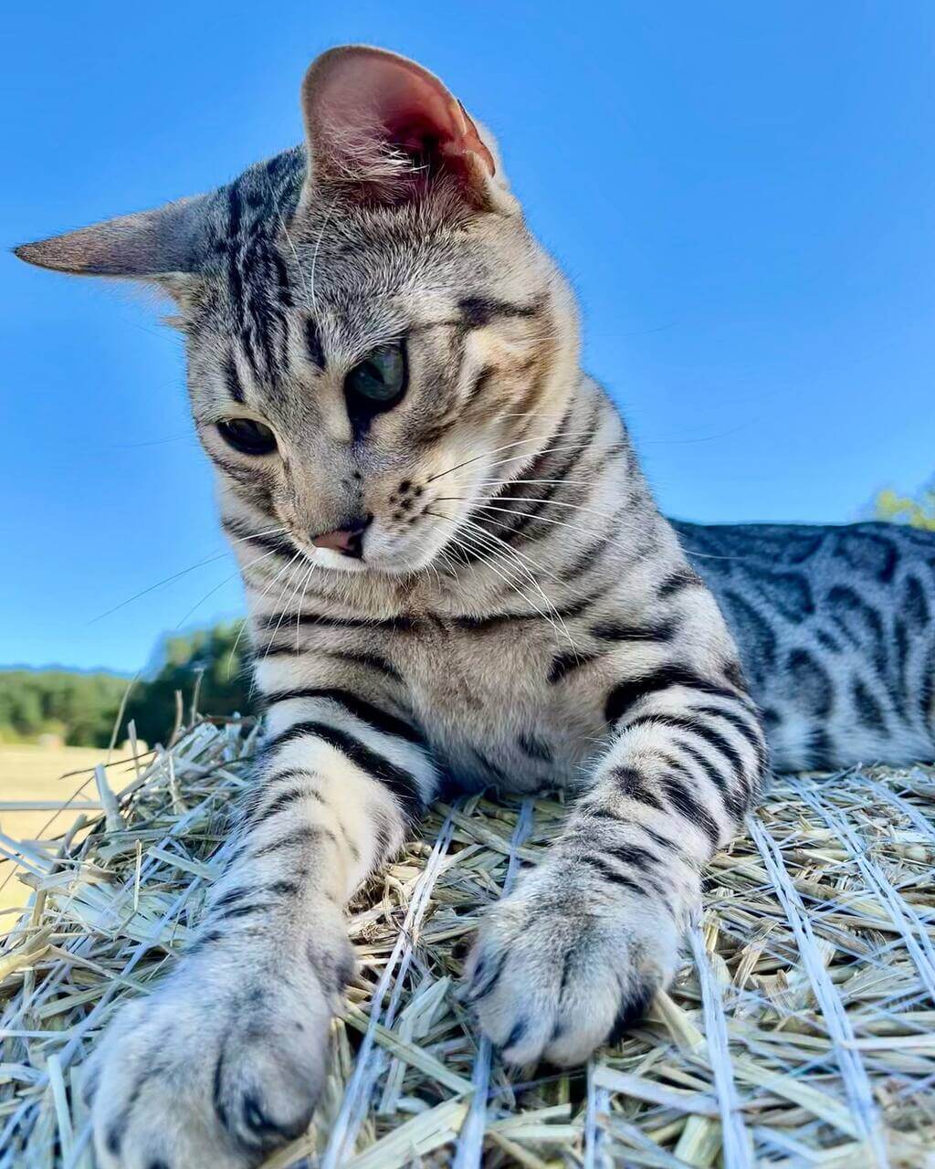 how much do Bengal cats cost