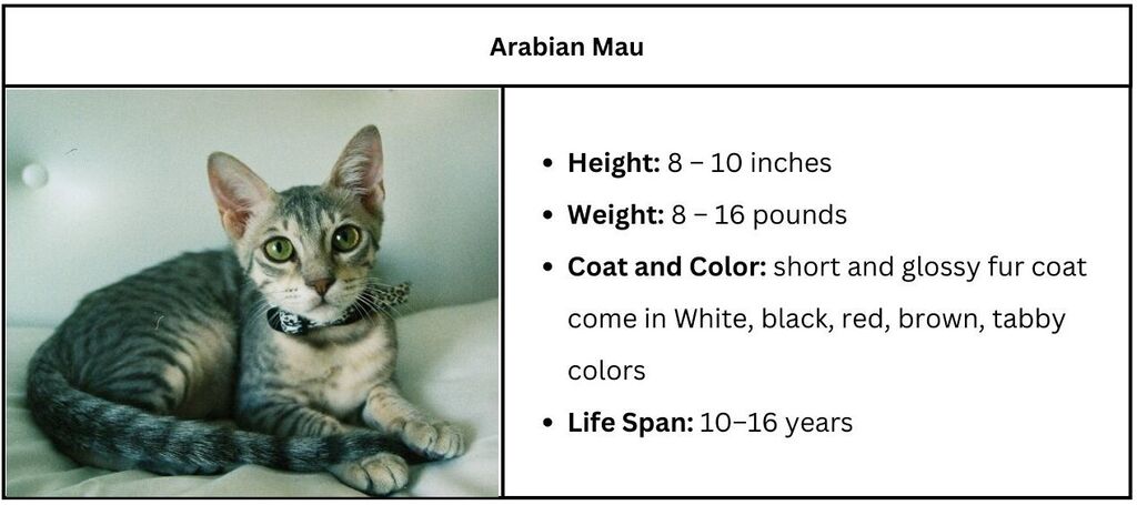 Black and White Cat Breeds