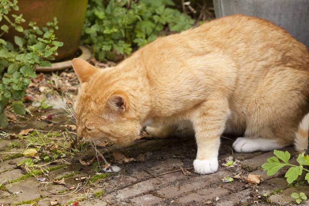 What Causes Vomiting In Cats?