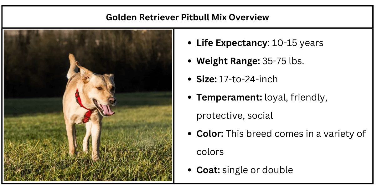 Golden Retriever Pitbull Mix Dogs
