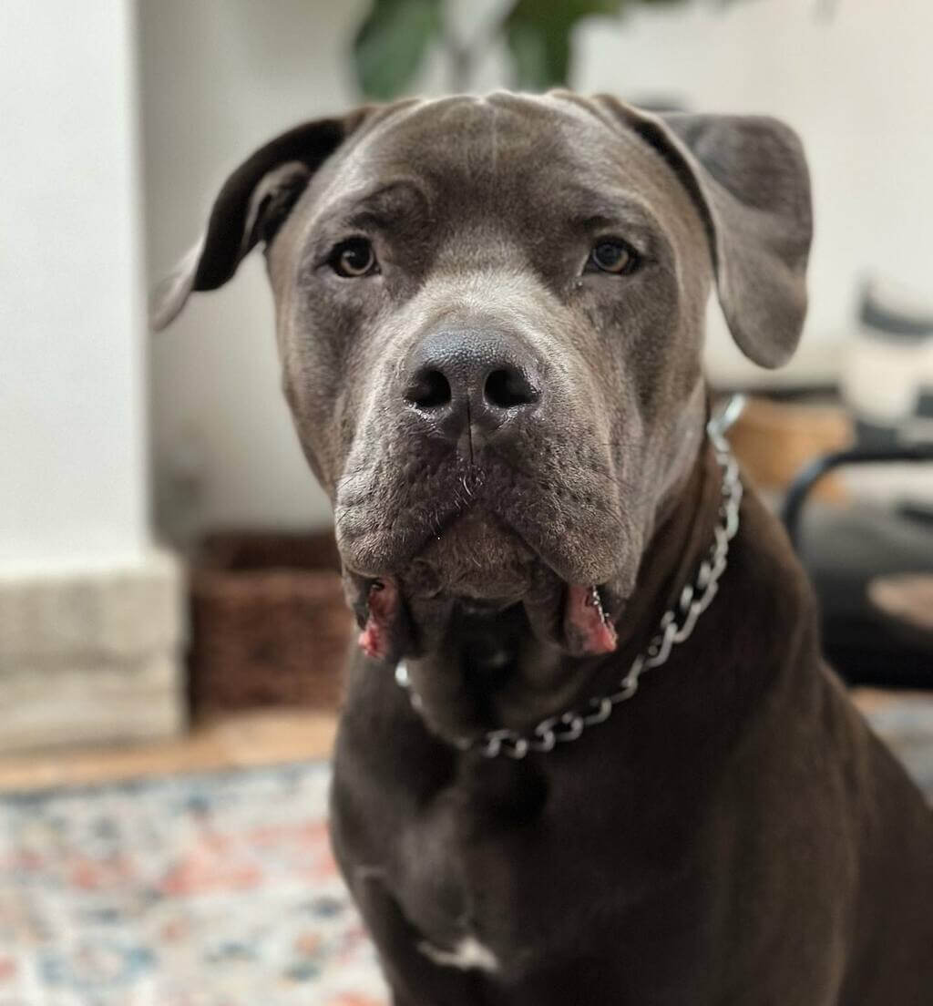 overview of cane Corso mixed with pitbull