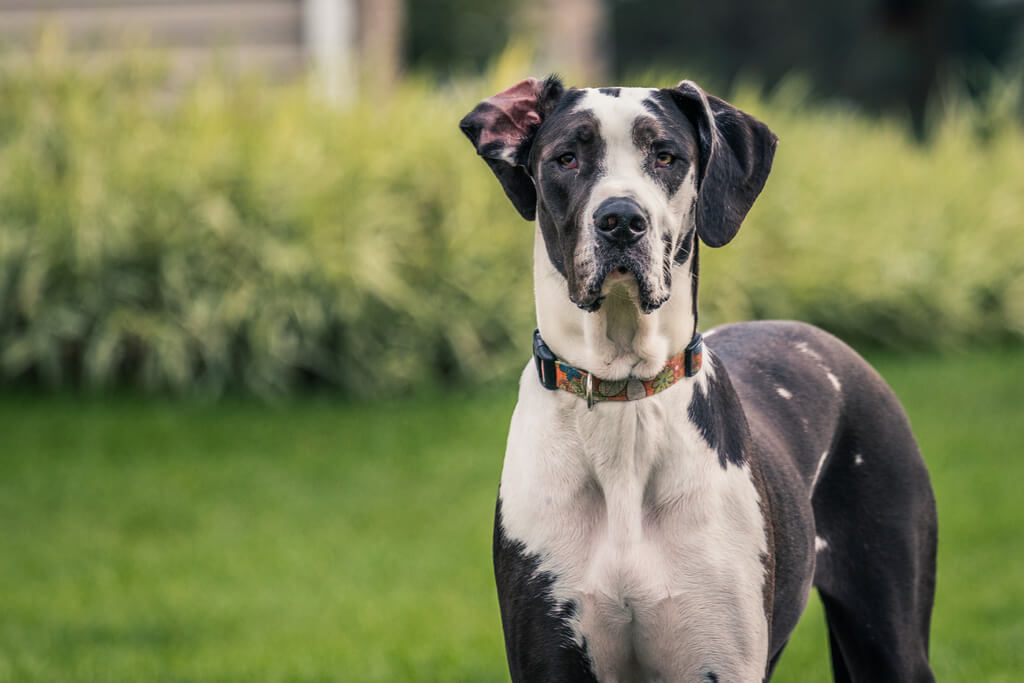 Great Dane Pitbull Mix : Physical Appearance