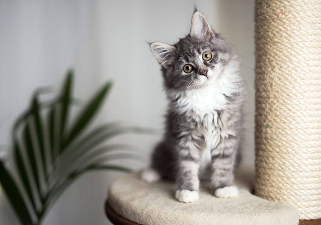 Maine coon cat in standing position