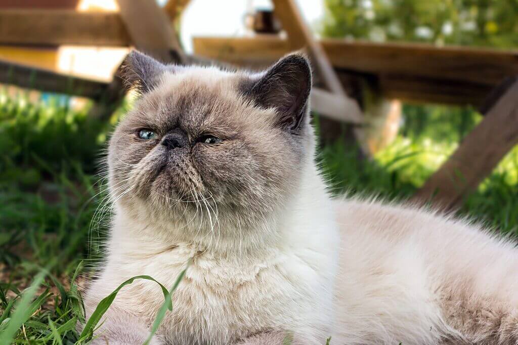 Exotic Shorthair cat in the garden