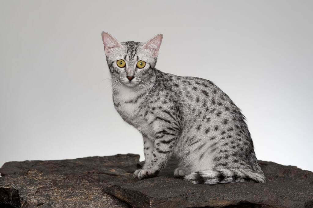 Egyptian Mau cat in sitting position