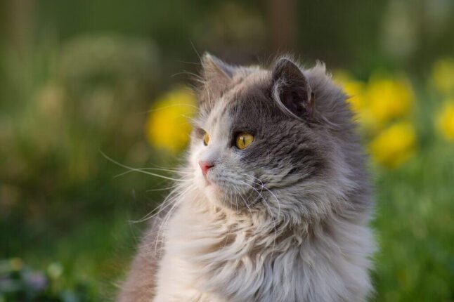 15 Gorgeous Grey and White Cat Breeds in 2024 - Pets Nurturing