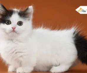 Black and White Cat Breed