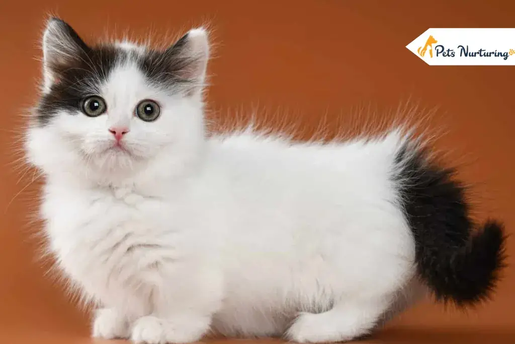Black and White Cat Breed