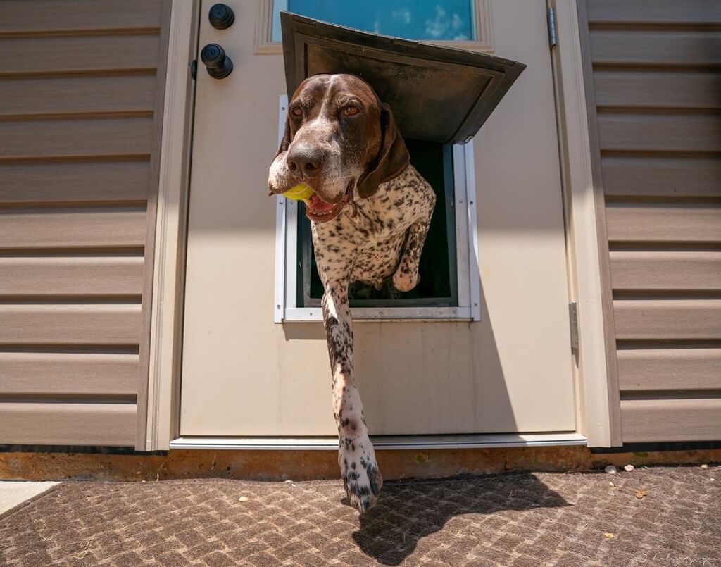 What to Consider While Choosing a Doggie Door