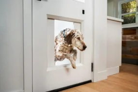 Doggie Door