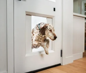Doggie Door