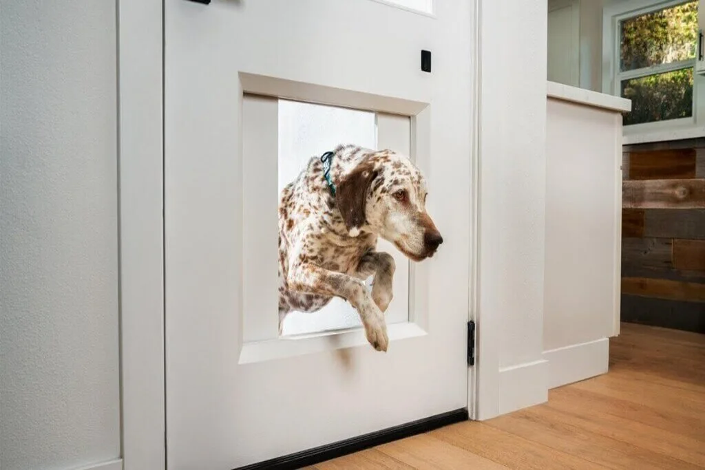 Tips for Finding the Best Doggie Door for Your Furry Friend - Pets