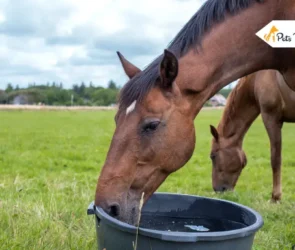 Hydration in Horse