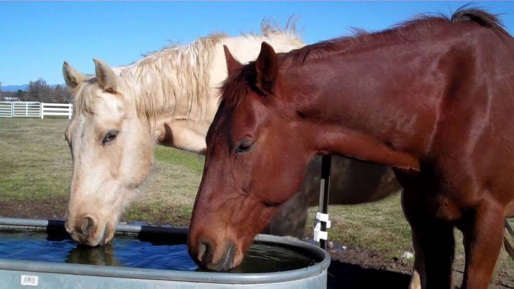 Hydration in Horses