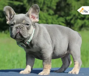 Lilac French Bulldogs