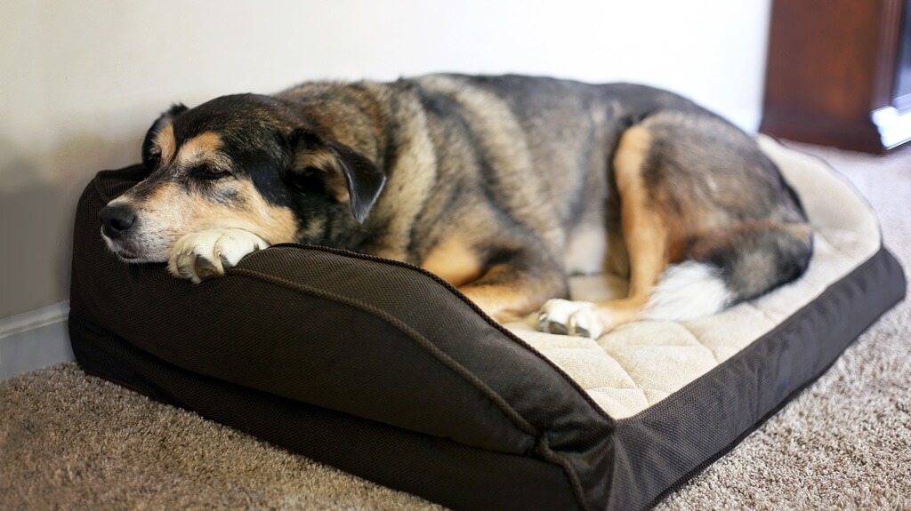 Orthopedic Bed for Dogs