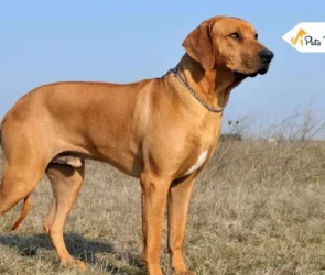 Rhodesian Ridgeback Dogs