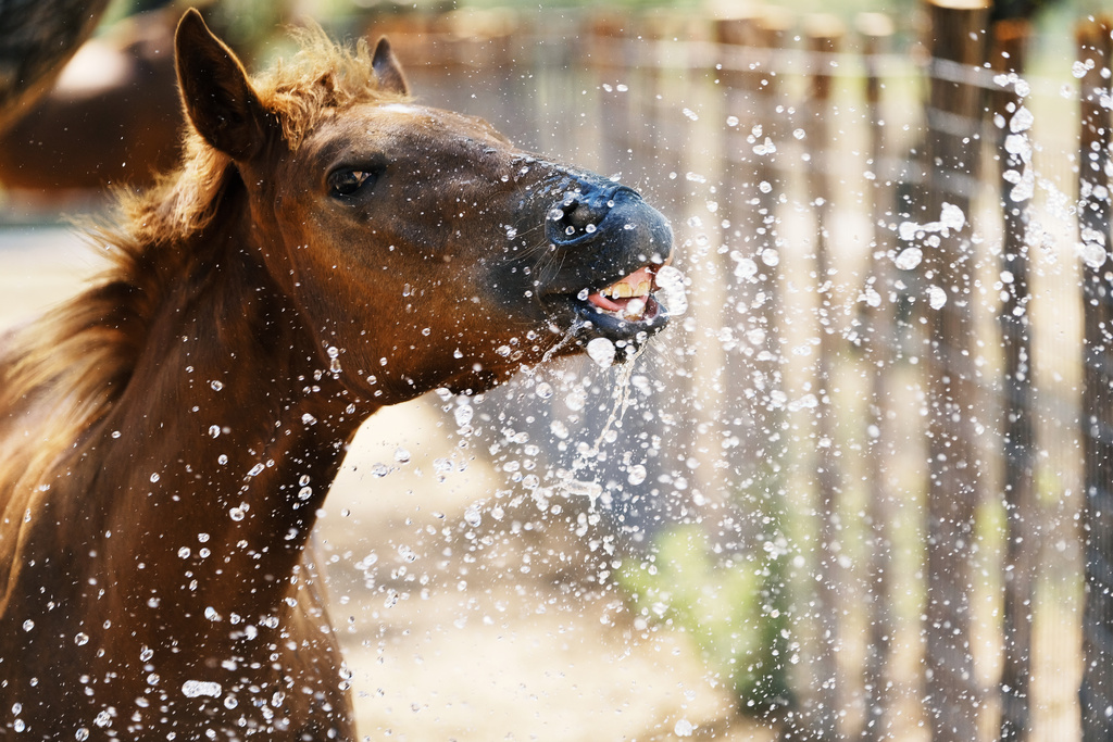 Hydration in Horses