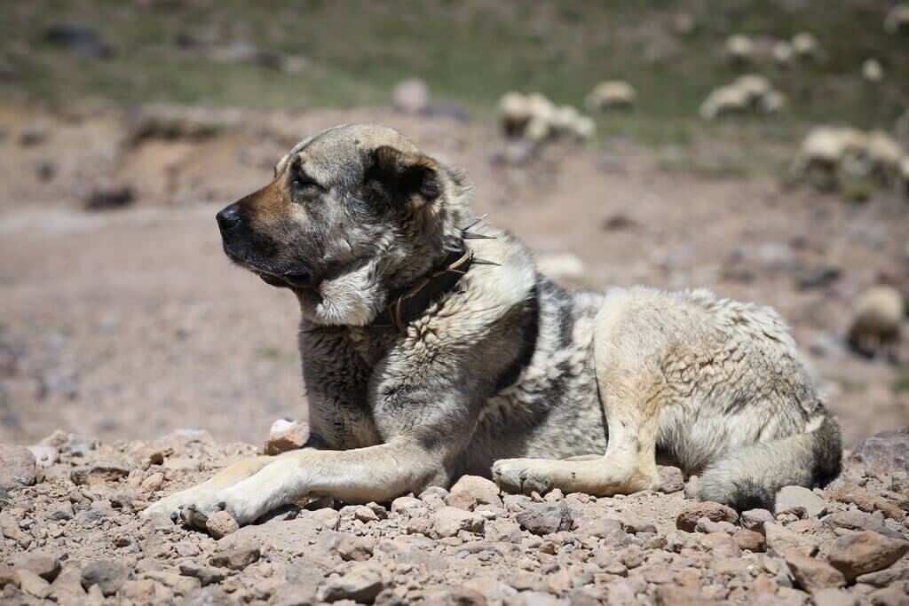 Health Condition Of A Kangal Shepherd Puppy