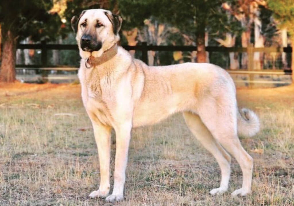 Grooming And Care Of A Kangal Shepherd Dog