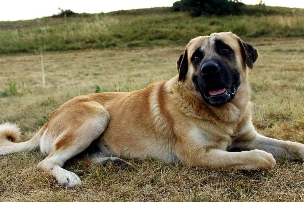 Pros And Cons Of A Kangal Shepherd