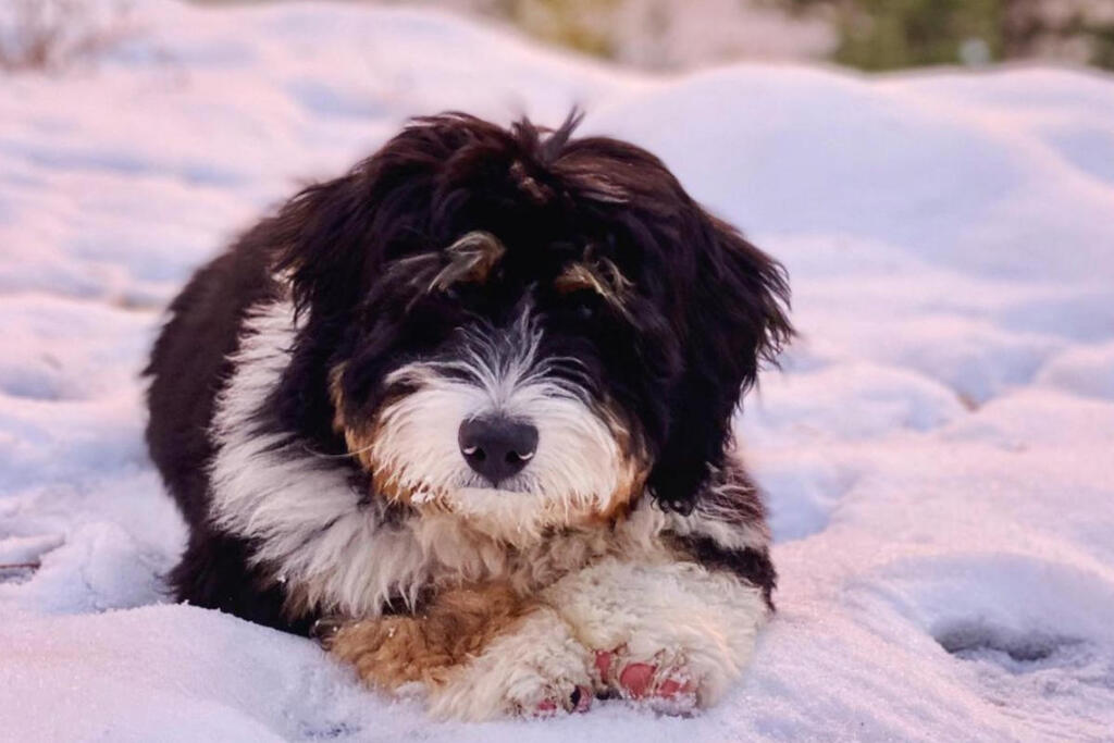 Grooming A Bernedoodle Puppy