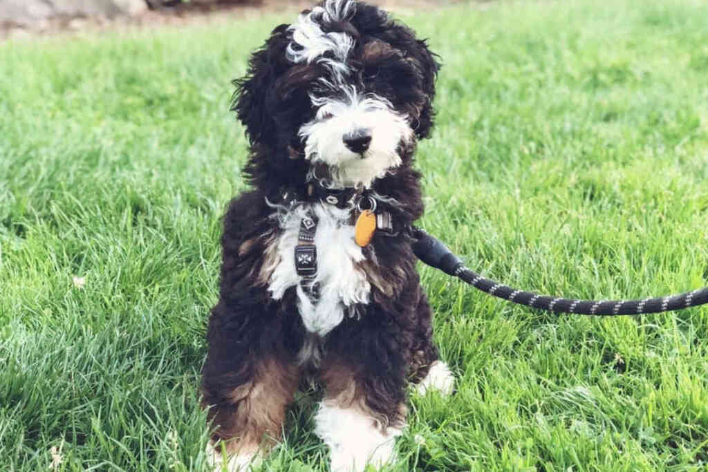 Are Mini Bernedoodle Good Family Dogs ?