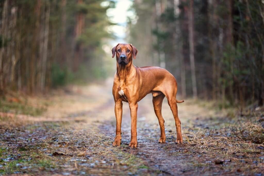 Pros and Cons of a Rhodesian Ridgeback