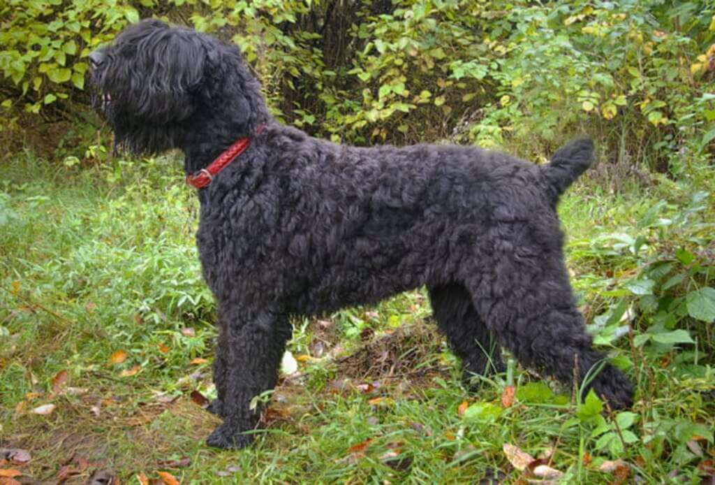 History Of Black Terrier Dogs