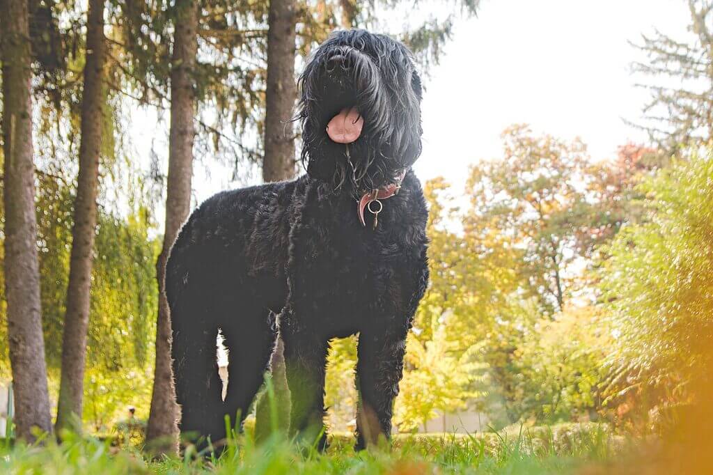 Pros and Cons of Black Russian Terrier