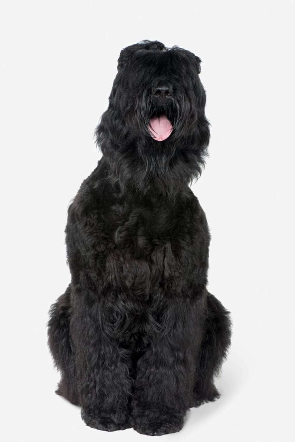 Personality of Black Russian Terrier