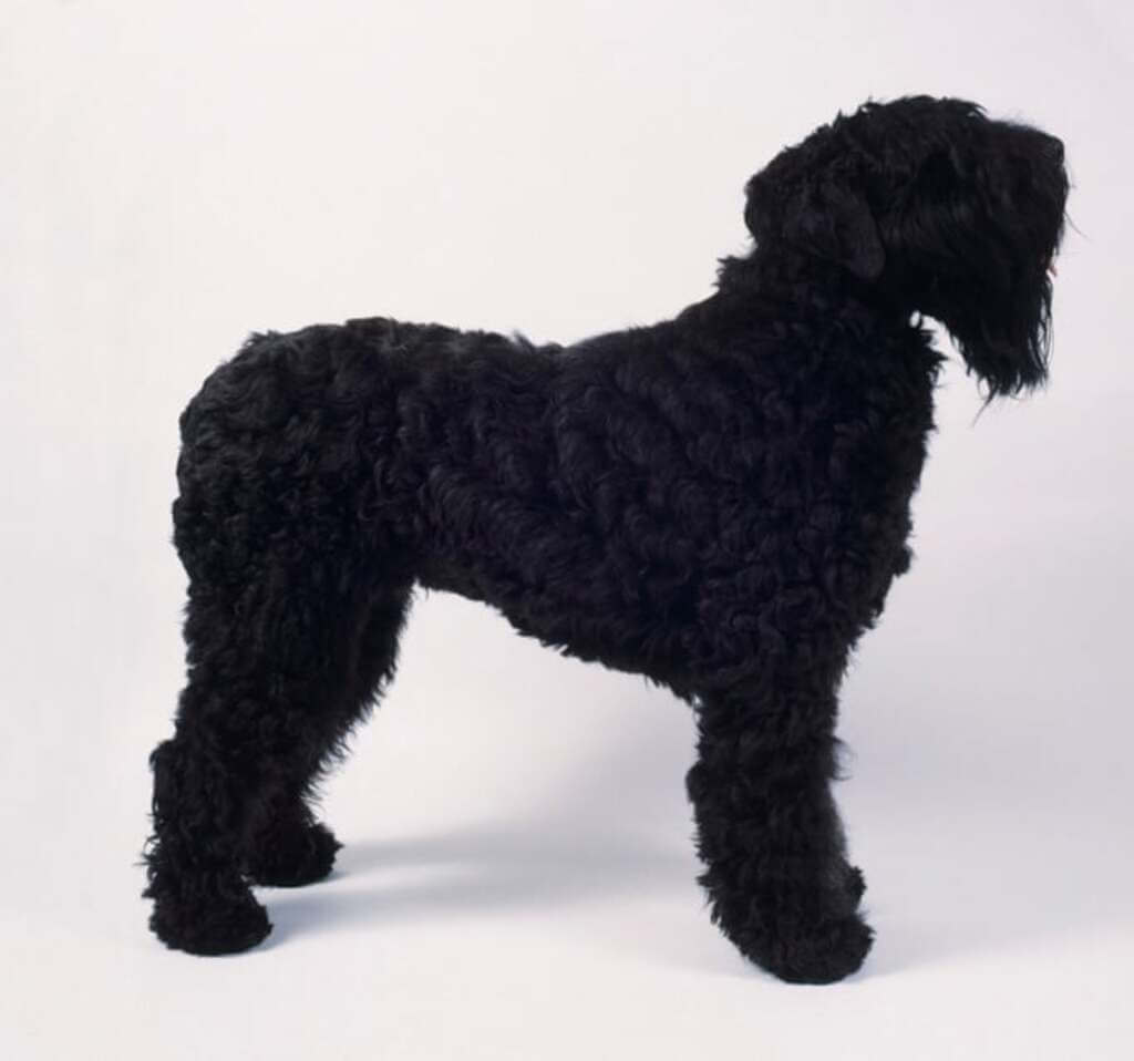 Care Of This Dog Breed Black Russian Terrier