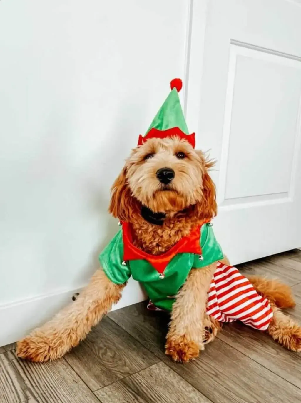 Dog Christmas Outfits