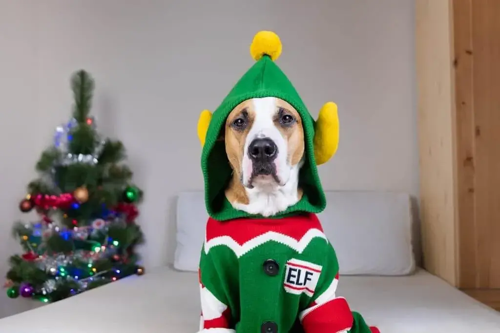 Dog Christmas Outfits