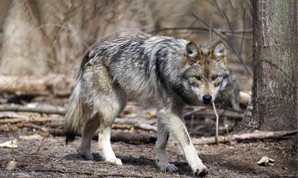 Interesting Wolf Facts: Species of Wolves