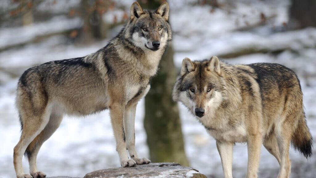 Grey Wolves Don’t Attack Prey That Stands Still