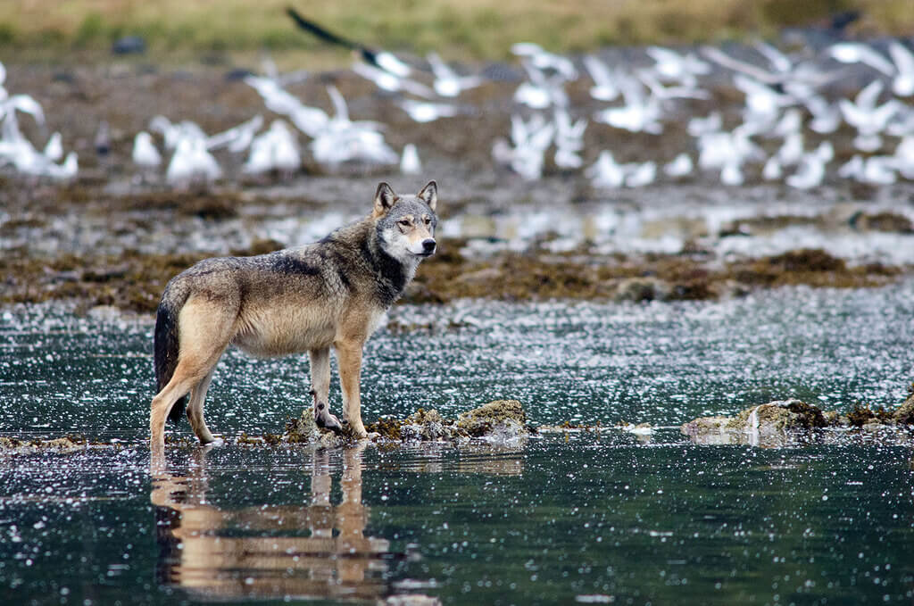 Wolves Can Swim Up to 8 Miles