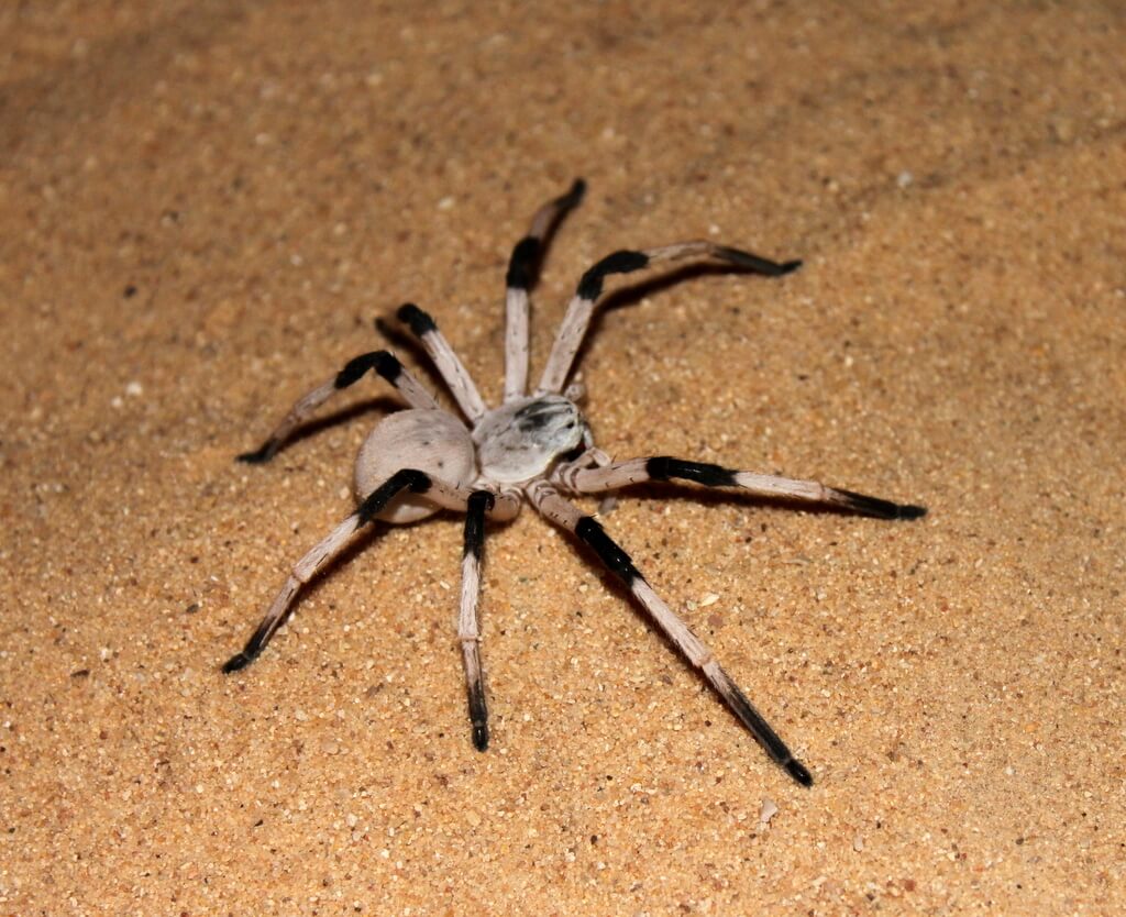 Israeli Desert Huntsman Spider