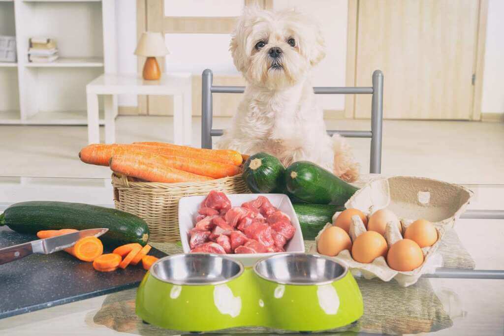 Nutritious Meals for Your Dog