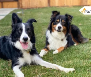 border collie australians shepherd mix