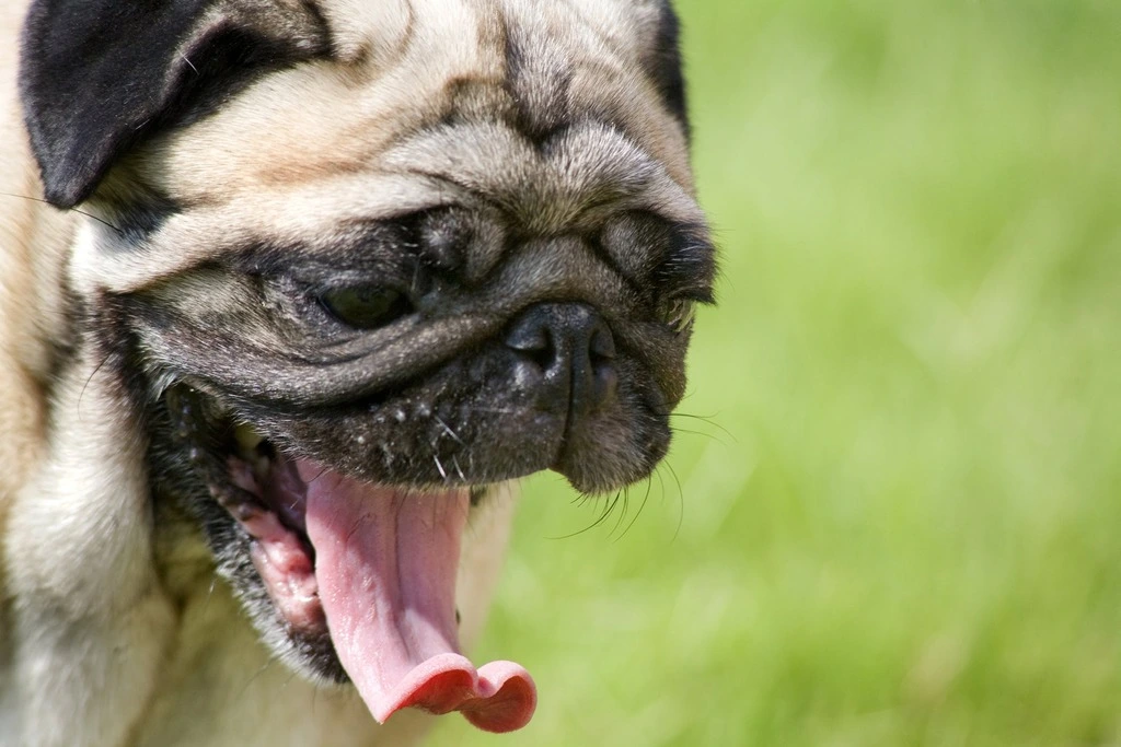 dog sneezing a lot Home Remedies