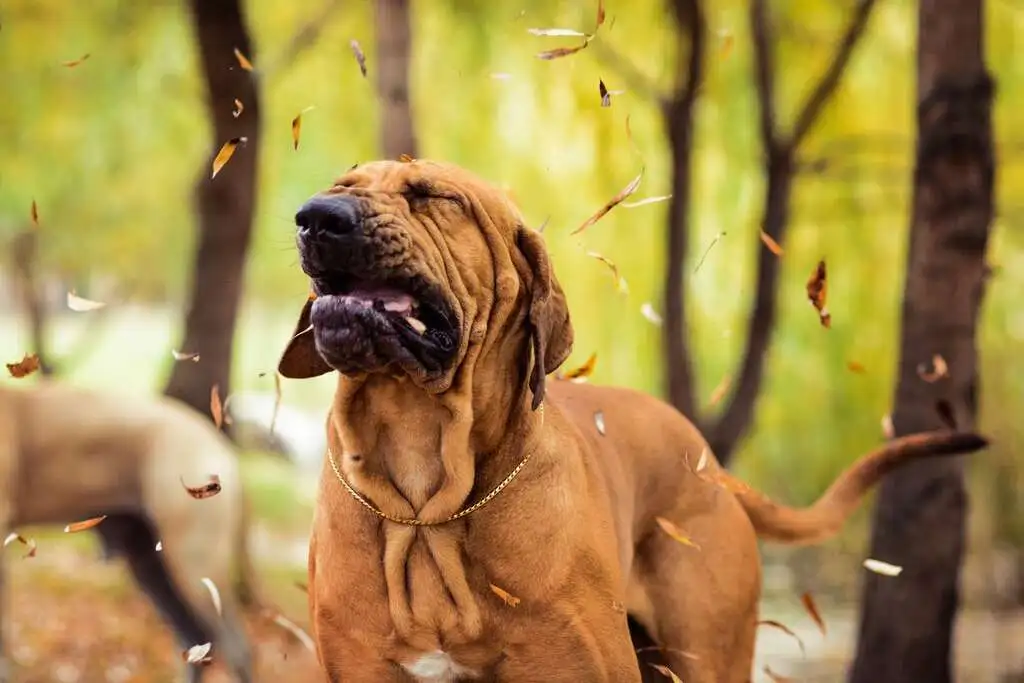 dog sneezing a lot Prevention